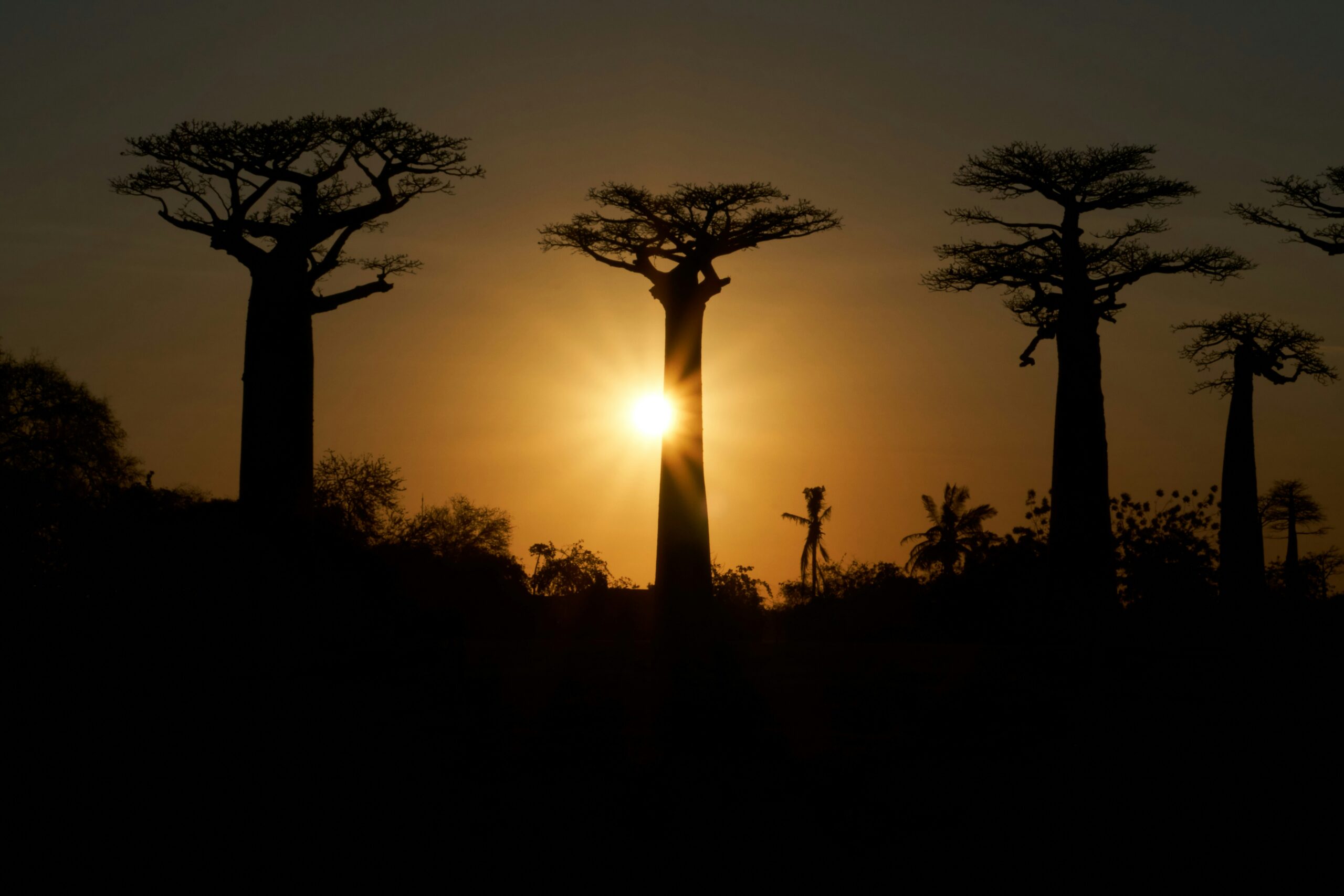 dmitrii zhodzishskii baobab madagascar